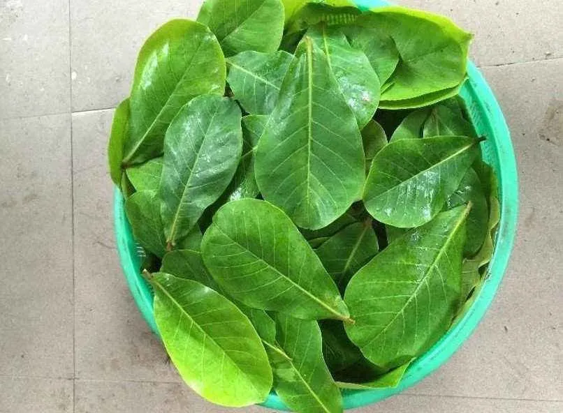 Lá bàng non có tác dụng chính trong việc kháng khuẩn, giảm viêm, do đó có thể giúp bảo vệ răng miệng